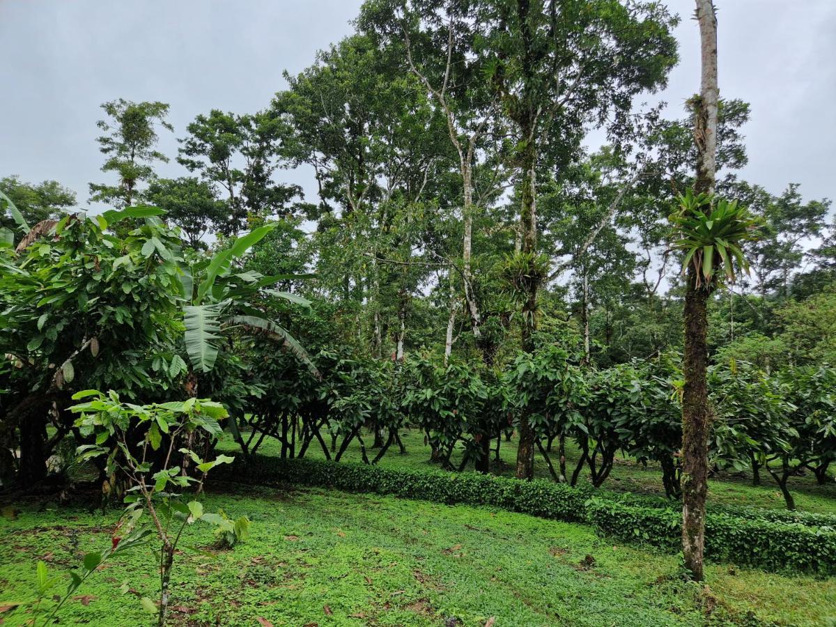 Finca Amistad Cacao Lodge Bijagua Esterno foto