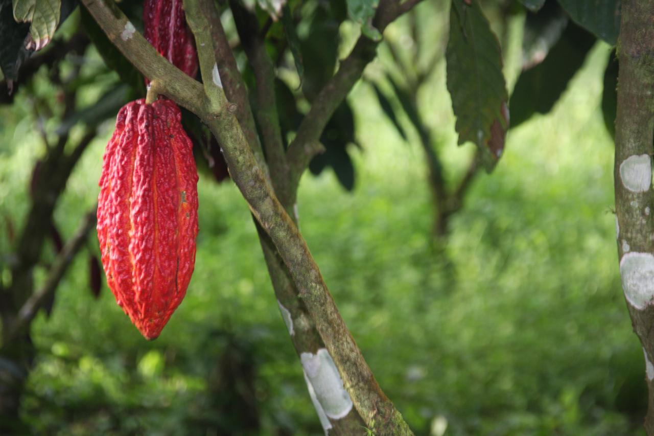 Finca Amistad Cacao Lodge Bijagua Esterno foto