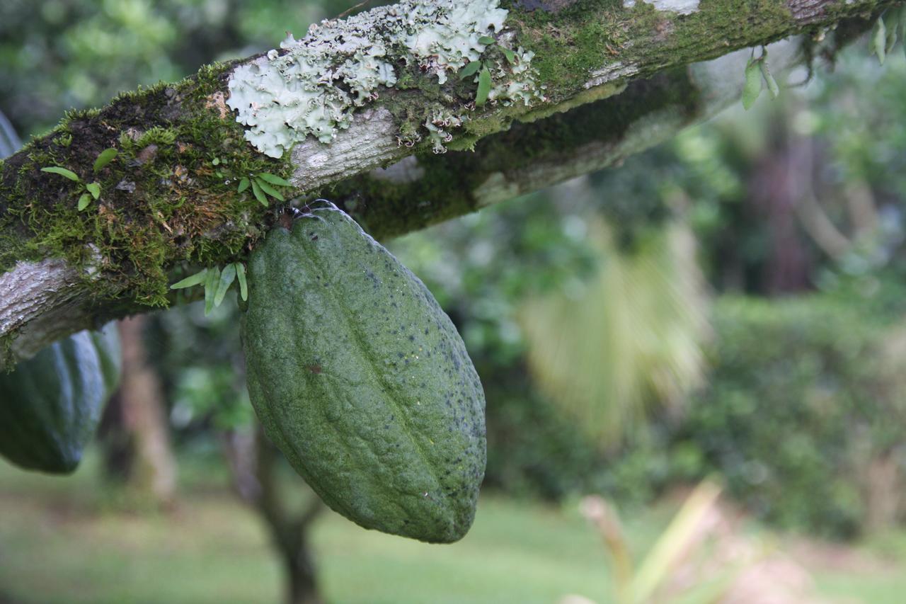 Finca Amistad Cacao Lodge Bijagua Esterno foto