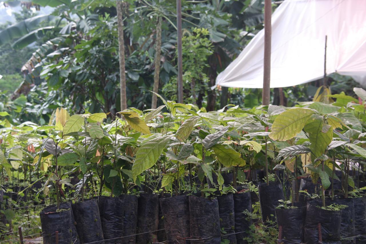 Finca Amistad Cacao Lodge Bijagua Esterno foto