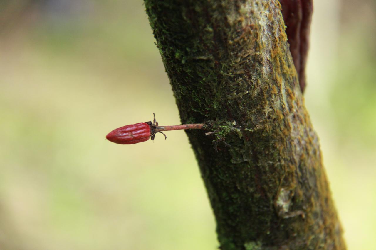 Finca Amistad Cacao Lodge Bijagua Esterno foto